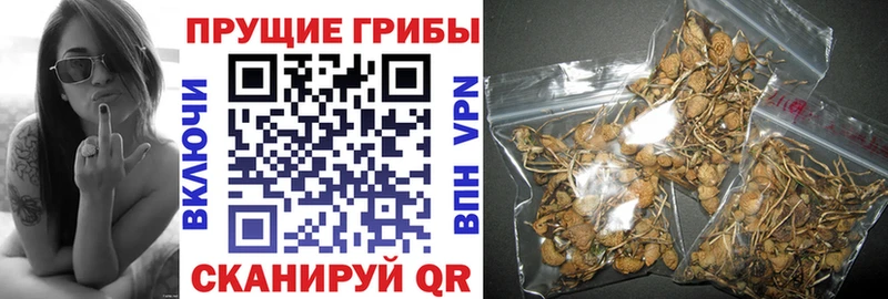 Псилоцибиновые грибы Psilocybe наркошоп блэк спрут как войти Брянск